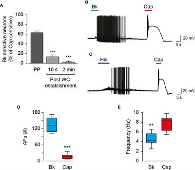 Endogenous and Exogenous Vanilloids Evoke Disparate TRPV1 Activation to Produce Distinct Neuronal Responses